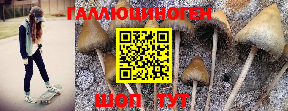 где купить   Псилоцибиновые грибы Psilocybe  Вход с VPN  Ростов-на-Дону 